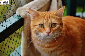 Siatki Sulejówek - Zabezpieczenie dla kotów – siatka dla terenów Sulejówka