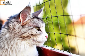 Siatki Sulejówek - Siatka do zabezpieczenia kota i przed kotem dla terenów Sulejówka