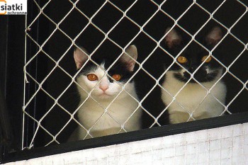 Siatki Sulejówek - Siatka balkonowa – zabezpieczenie dla kota dla terenów Sulejówka